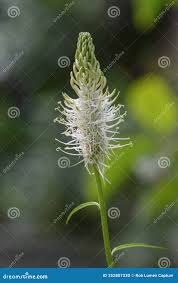 Attēlu rezultāti vaicājumam “Phyteuma spicatum bud”