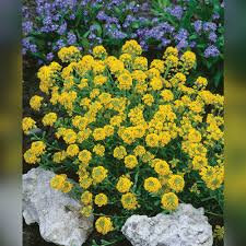 Image result for Alyssum saxatile