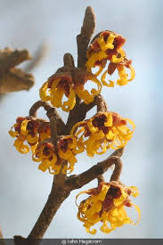 Attēlu rezultāti vaicājumam “Hamamelis vernalis flower”