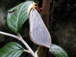 Attēlu rezultāti vaicājumam “Hepialus humuli male”