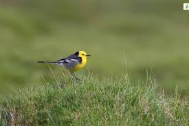 Attēlu rezultāti vaicājumam “Motacilla citreola”