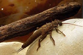 Attēlu rezultāti vaicājumam “Plecoptera”