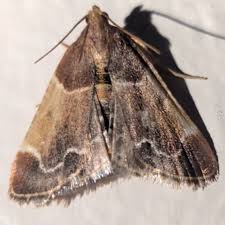 Attēlu rezultāti vaicājumam “Pyralis farinalis”