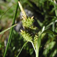Attēlu rezultāti vaicājumam “Carex viridula”