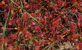 Attēlu rezultāti vaicājumam “Drosera intermedia”