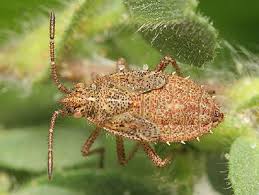 Attēlu rezultāti vaicājumam “Corizus hyoscyami”