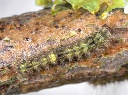 Attēlu rezultāti vaicājumam “Eilema depressa”