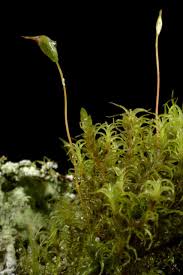 Attēlu rezultāti vaicājumam “Cynodontium strumiferum”