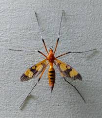 Attēlu rezultāti vaicājumam “Epiphragma ocellare”