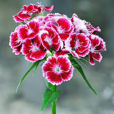 Image result for Dianthus barbatus