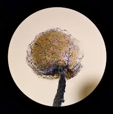 Attēlu rezultāti vaicājumam “Cribraria macrocarpa”