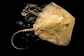 Image result for Hypanus americanus