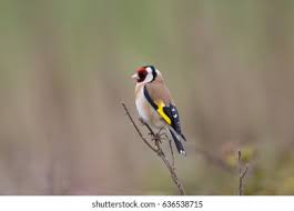 Attēlu rezultāti vaicājumam “Carduelis carduelis adult”