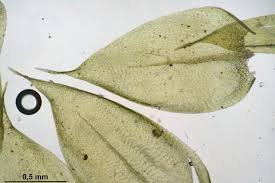 Attēlu rezultāti vaicājumam “Sciuro-hypnum reflexum sporophyte”