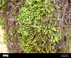 Attēlu rezultāti vaicājumam “Antitrichia curtipendula”