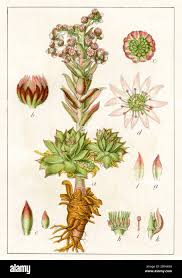 Image result for echtes Hauswurz