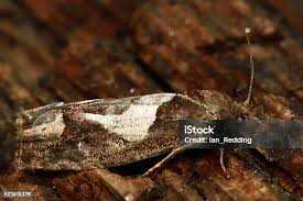 Attēlu rezultāti vaicājumam “Epiblema foenella”