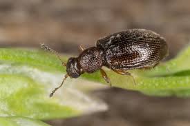 Attēlu rezultāti vaicājumam “Latridiidae”