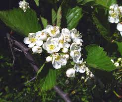Attēlu rezultāti vaicājumam “Crataegus macracantha flower”