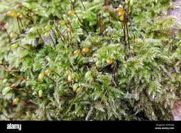 Attēlu rezultāti vaicājumam “Eurhynchiastrum pulchellum macro”