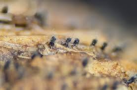 Attēlu rezultāti vaicājumam “Neocudoniella albiceps”