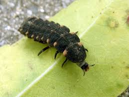 Attēlu rezultāti vaicājumam “Lampyris noctiluca larva”