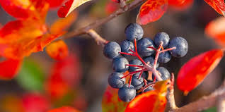 Attēlu rezultāti vaicājumam “Aronia melanocarpa fruit”
