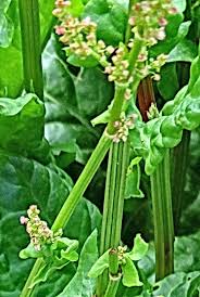 Attēlu rezultāti vaicājumam “Rumex thyrsiflorus”