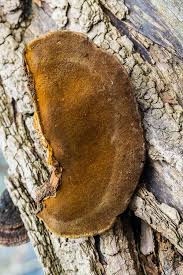 Attēlu rezultāti vaicājumam “Phellinus”
