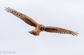 Image result for Calderglen Harriers