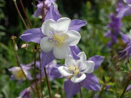 Image result for Aquilegia caerulea