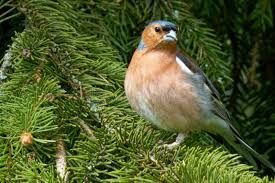 Attēlu rezultāti vaicājumam “Fringilla coelebs nest”