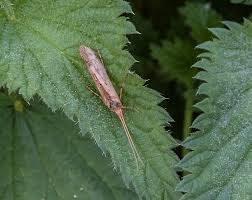 Attēlu rezultāti vaicājumam “Diderma cingulatum sessile”