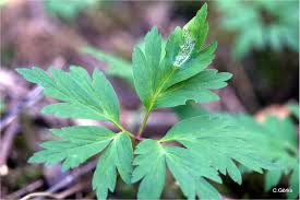 Attēlu rezultāti vaicājumam “Urocystis anemones”