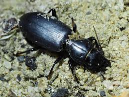 Attēlu rezultāti vaicājumam “Broscus cephalotes”