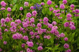 Attēlu rezultāti vaicājumam “Trichia alpina”