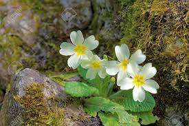 Attēlu rezultāti vaicājumam “Primulaceae”