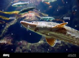Image result for Acipenser oxyrinchus oxyrinchus