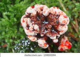 Attēlu rezultāti vaicājumam “Hydnellum sp.”