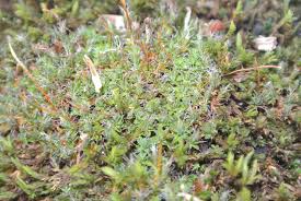 Attēlu rezultāti vaicājumam “Heterotrichia oerstedii (syn. Arcyria oerstedii) sessile”