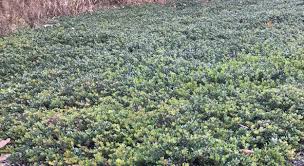 Attēlu rezultāti vaicājumam “Arctostaphylos uva-ursi”