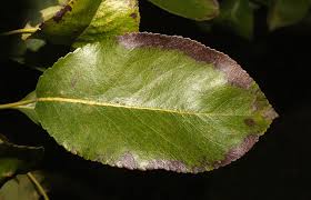Attēlu rezultāti vaicājumam “Pyrus communis leaf”