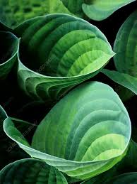 Attēlu rezultāti vaicājumam “Hosta sp. leaf”