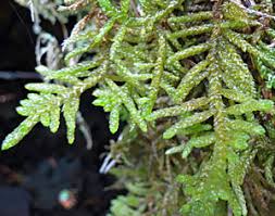 Attēlu rezultāti vaicājumam “Serpoleskea subtilis”