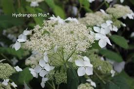 Attēlu rezultāti vaicājumam “Hydrangea arborescens flower”