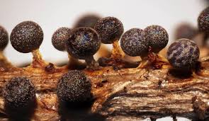 Attēlu rezultāti vaicājumam “Physarum leucophaeum”