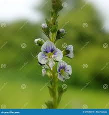 Attēlu rezultāti vaicājumam “Veronica serpyllifolia”