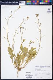 Attēlu rezultāti vaicājumam “Diplotaxis muralis fruit”