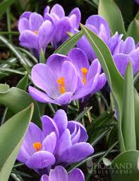 Attēlu rezultāti vaicājumam “Crocus”