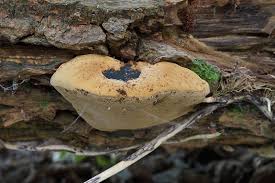 Attēlu rezultāti vaicājumam “Phellinus igniarius”